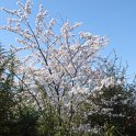 Prunus x yedoensis P26 (2)